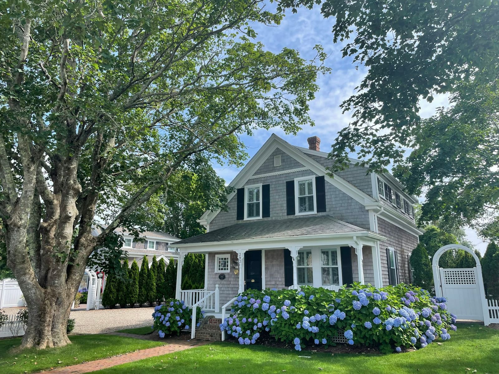 A gray shingled house behind blue hydrangeas and an old shade tree