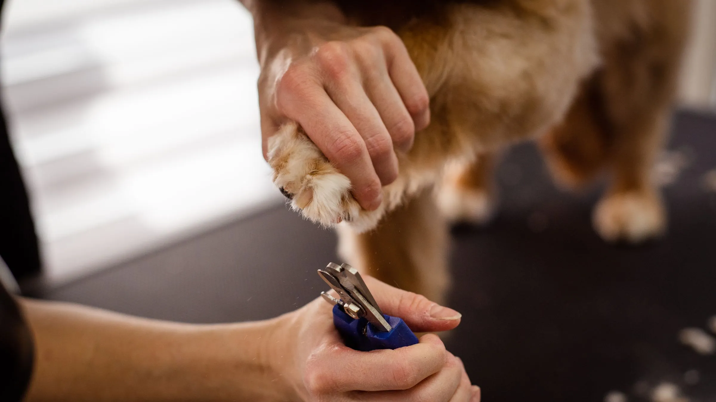 Trimming a dog's nails on the table