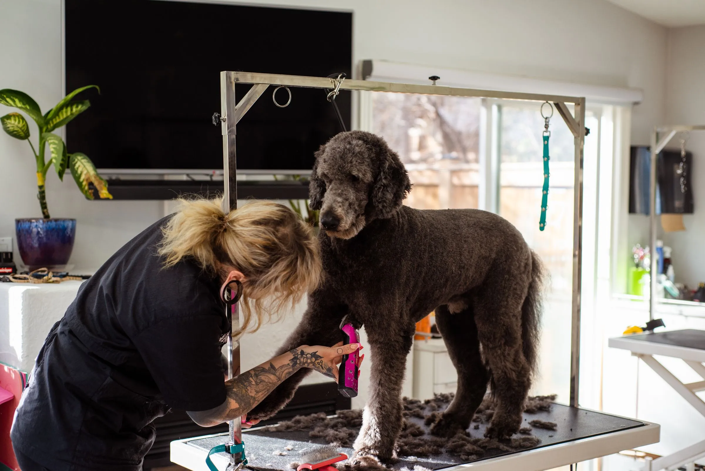 Dee clipping Moss, a brown standard poodle, on the grooming table in the front room