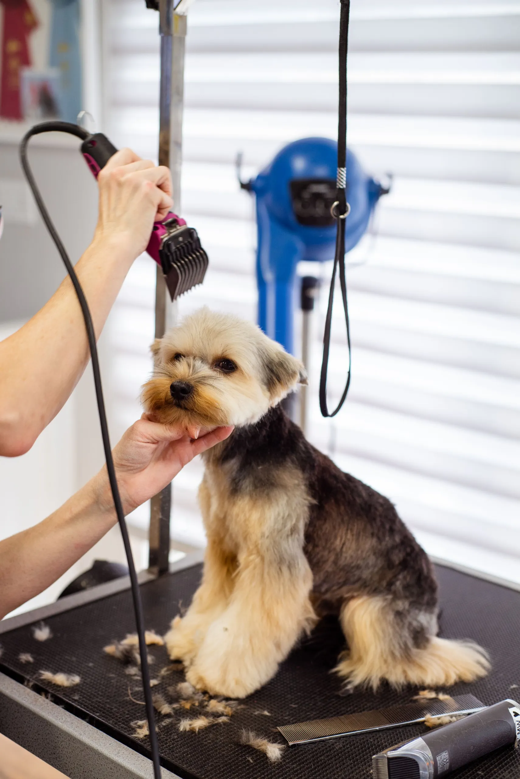 Bree clipping a yorkie, the blue dryer behind