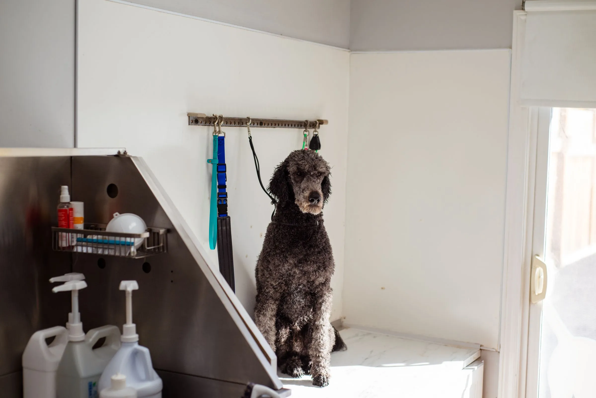 The wash station with a grey poodle waiting in the walk-in tub