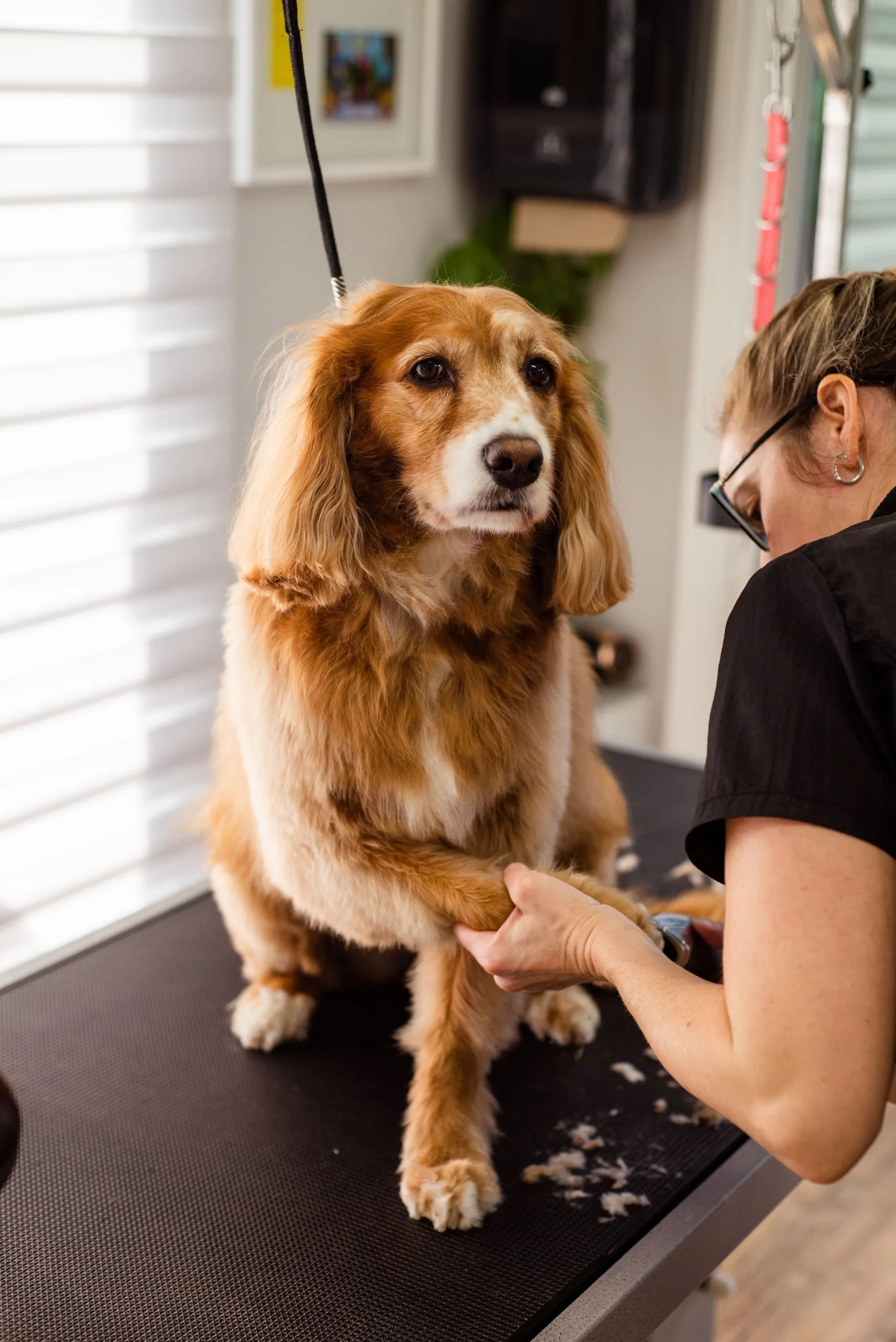 A groomed cocker spaniel sitting on the table with Bree beside him