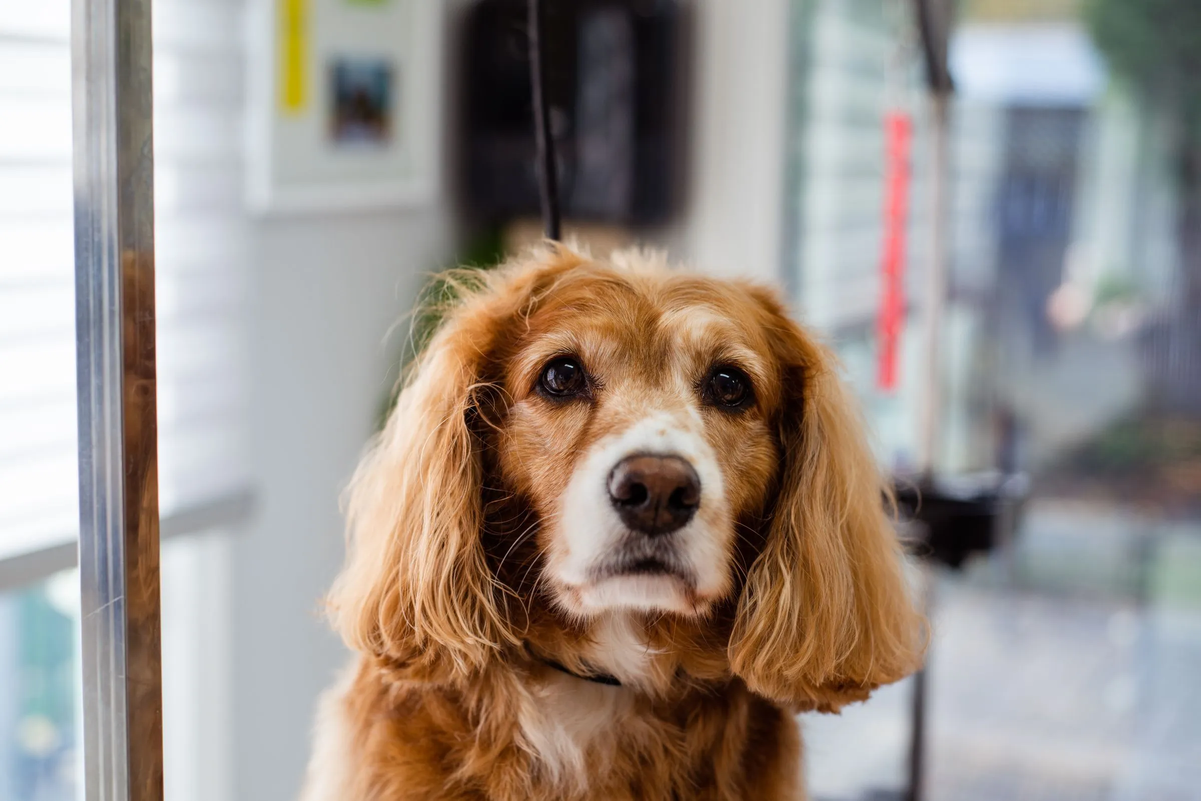A red cocker spaniel sitting calmly on the grooming table