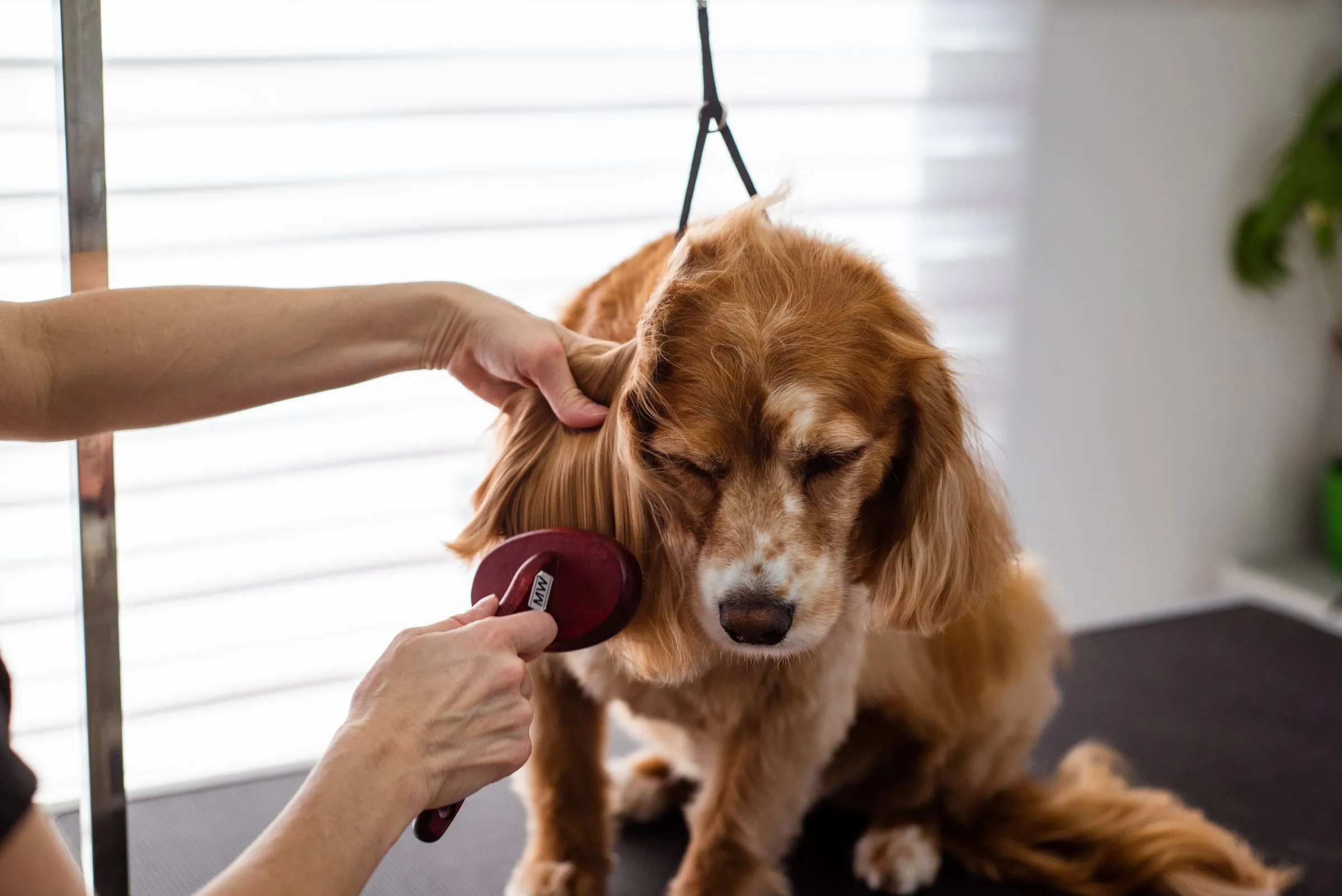 Bree brushing out a red cocker spaniel