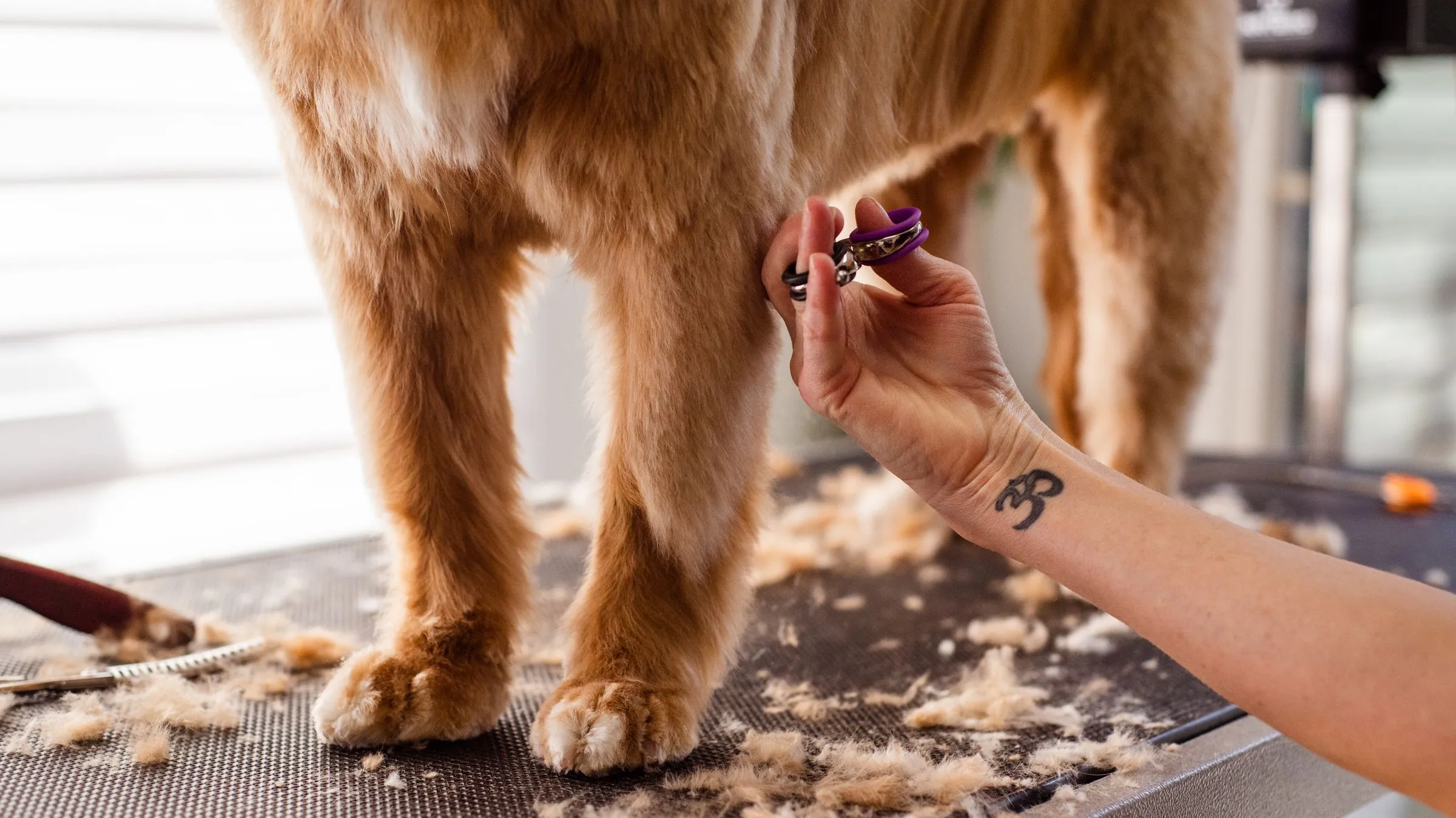 A cocker spaniel's feathered feet being scissored
