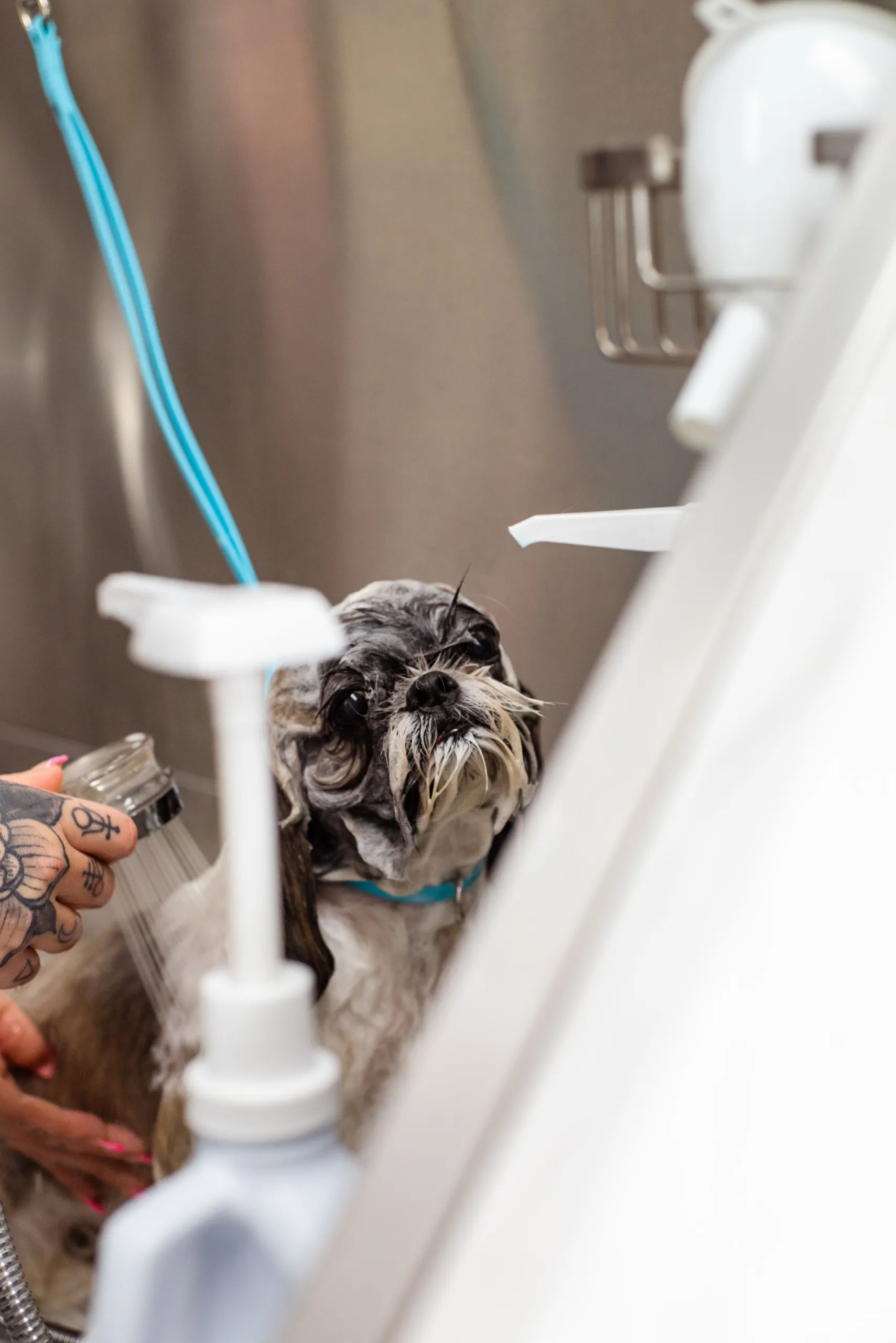 A shih tzu in the tub, being washed