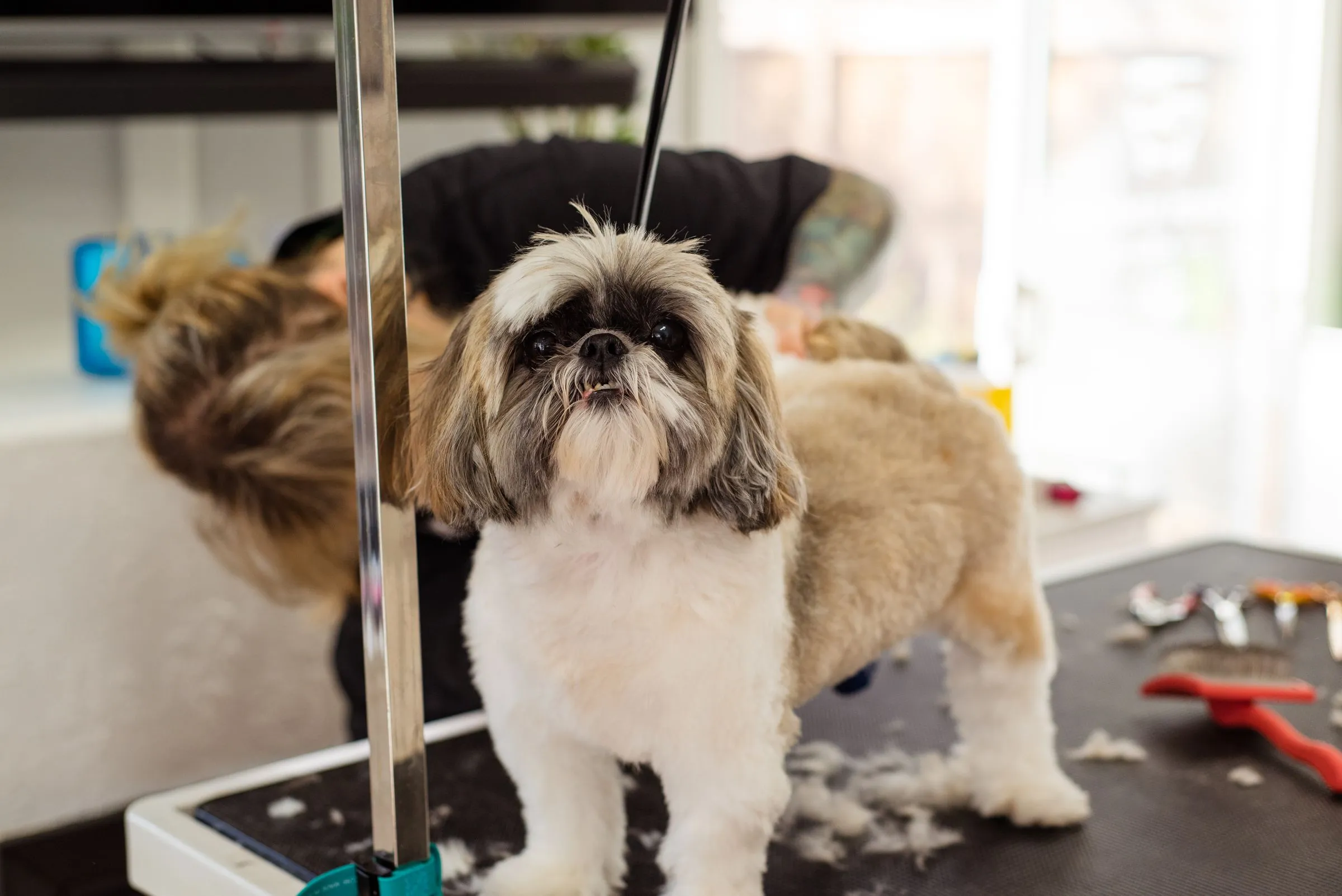 A sable shih tzu standing on the table after a fresh trim