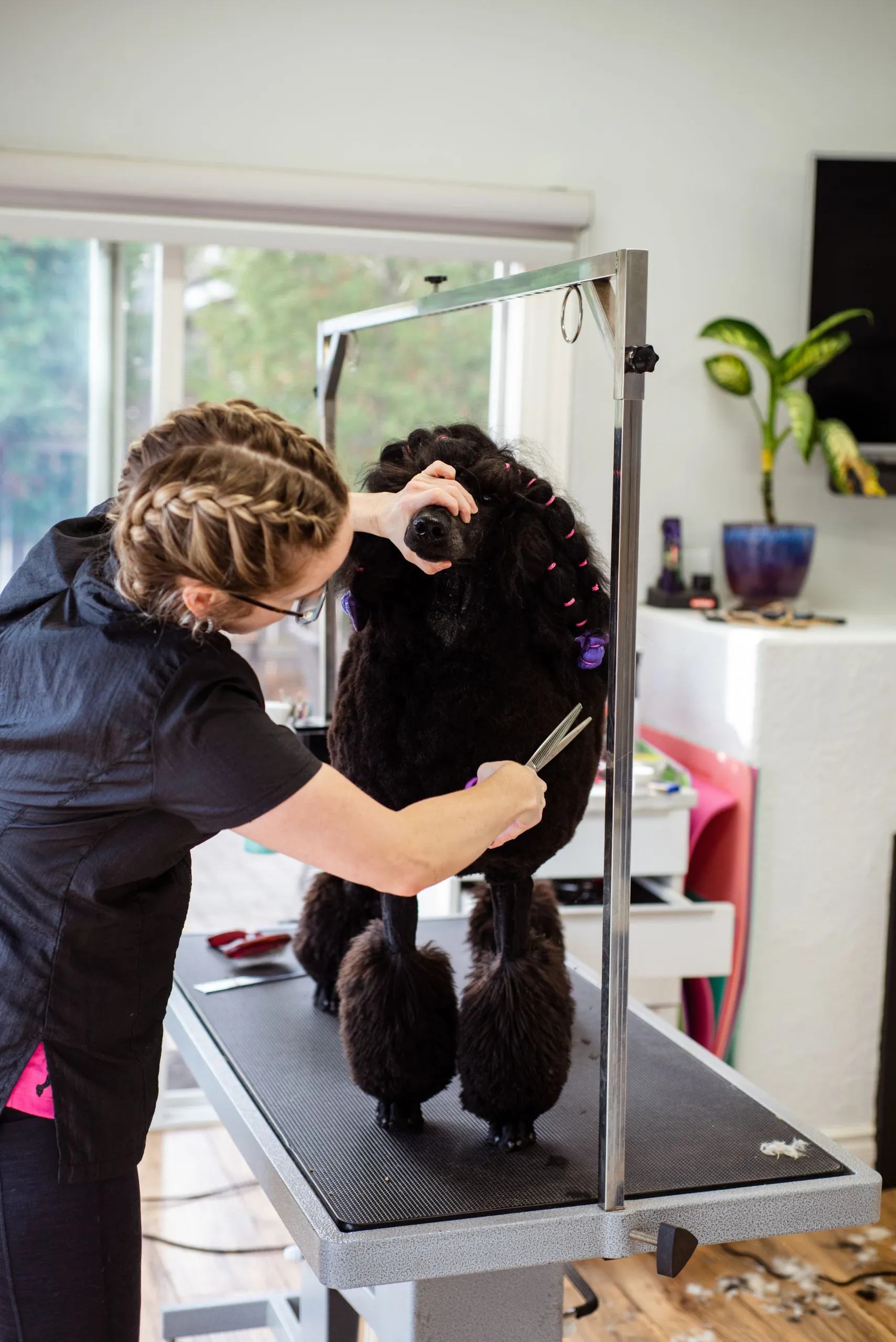 Bree styling a black standard poodle's curly coat
