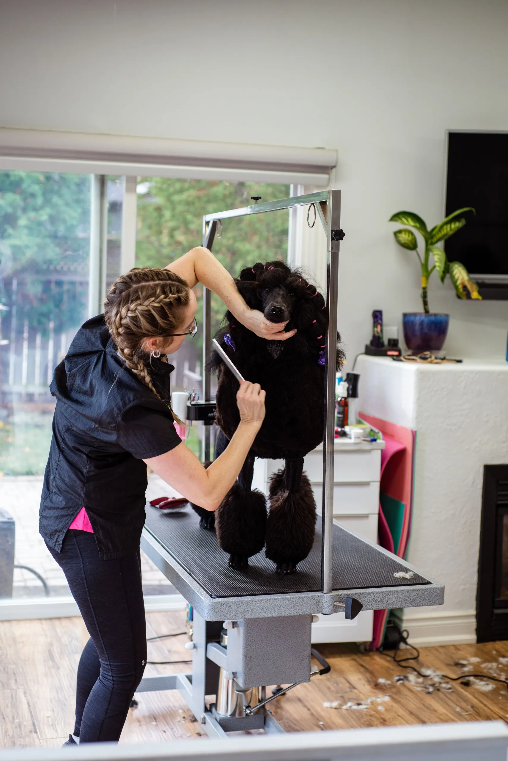Bree styling a black standard poodle's finished curly coat