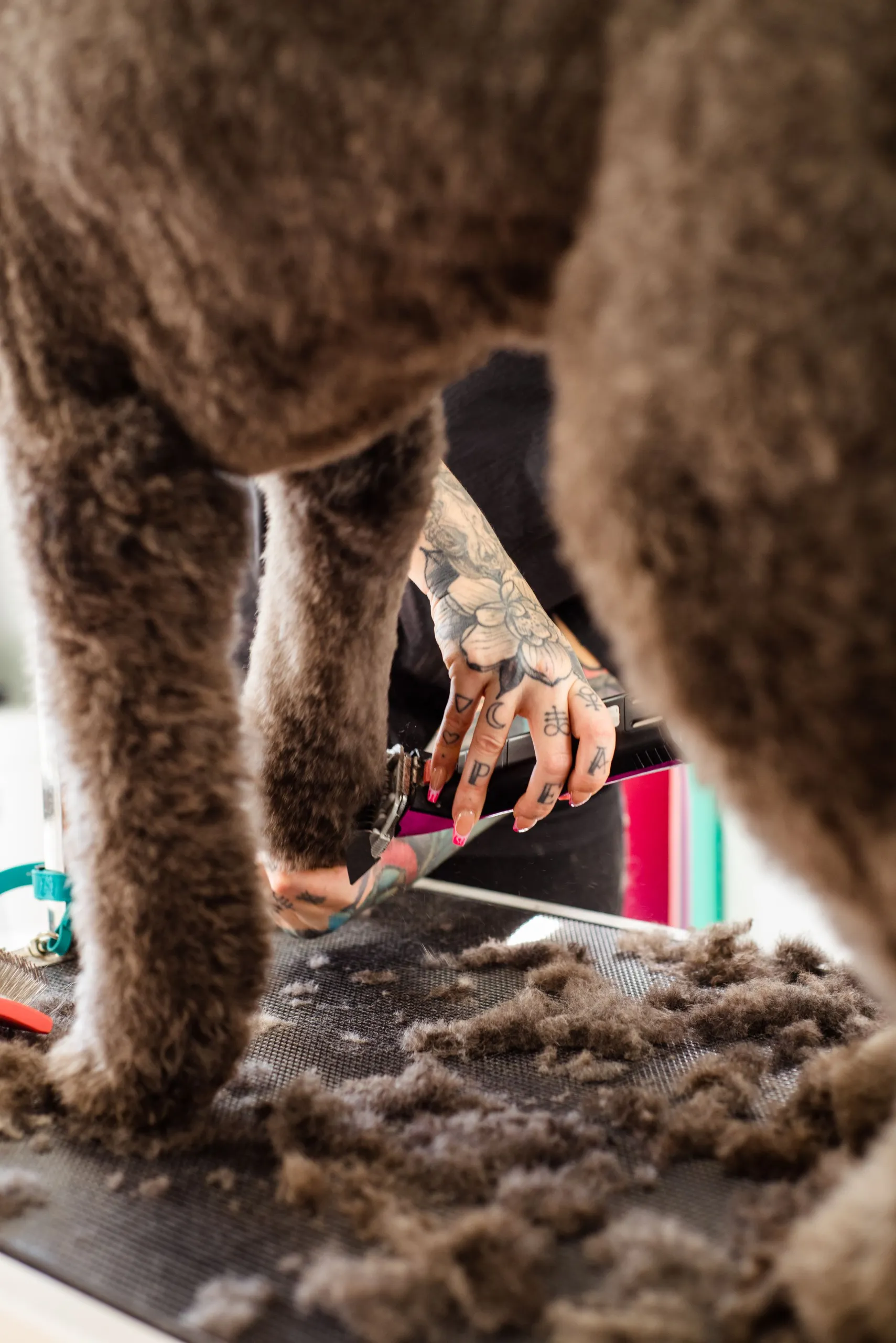 Close-up of Moss's curls being scissored