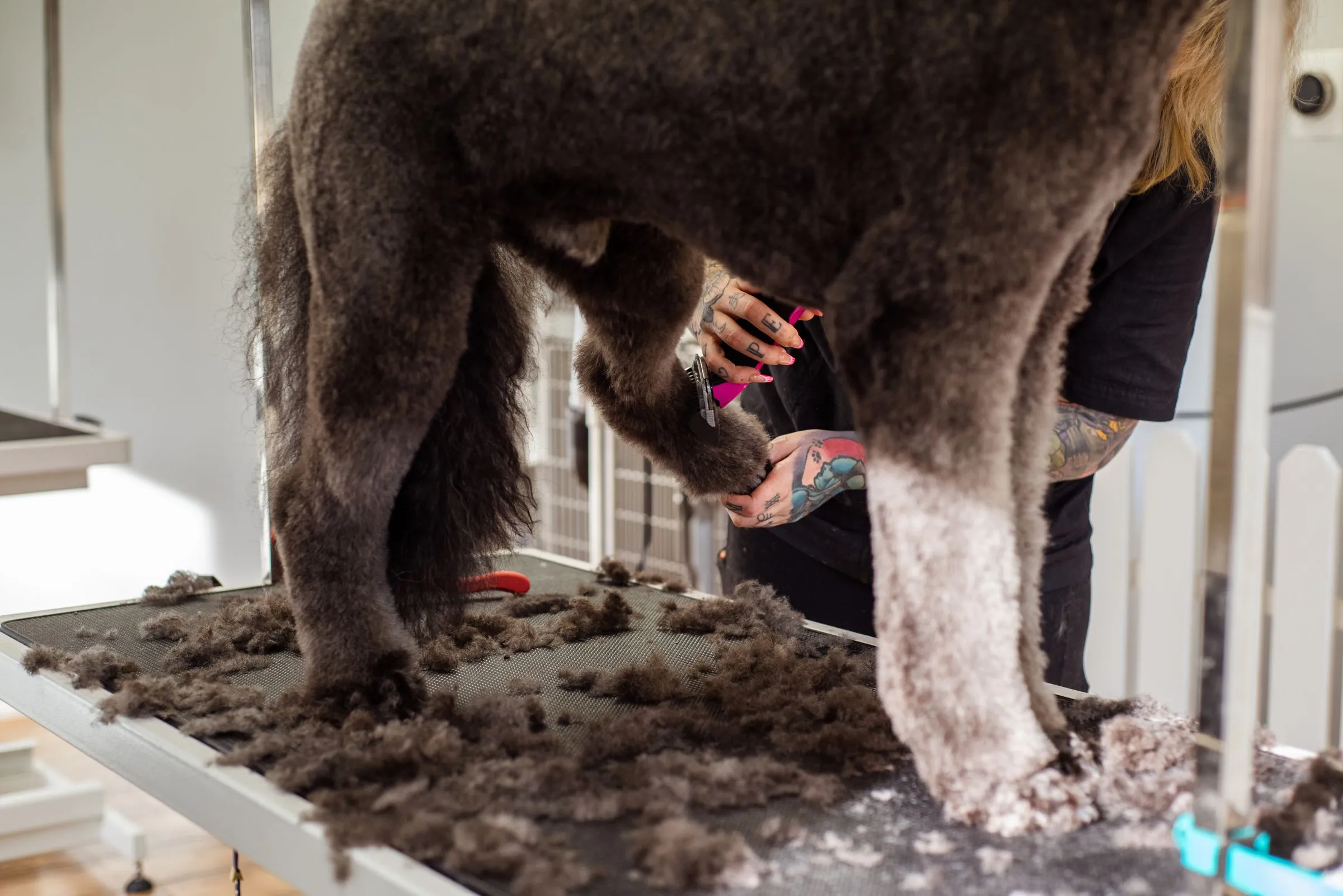 Clippers moving through the brown curls on Moss's leg
