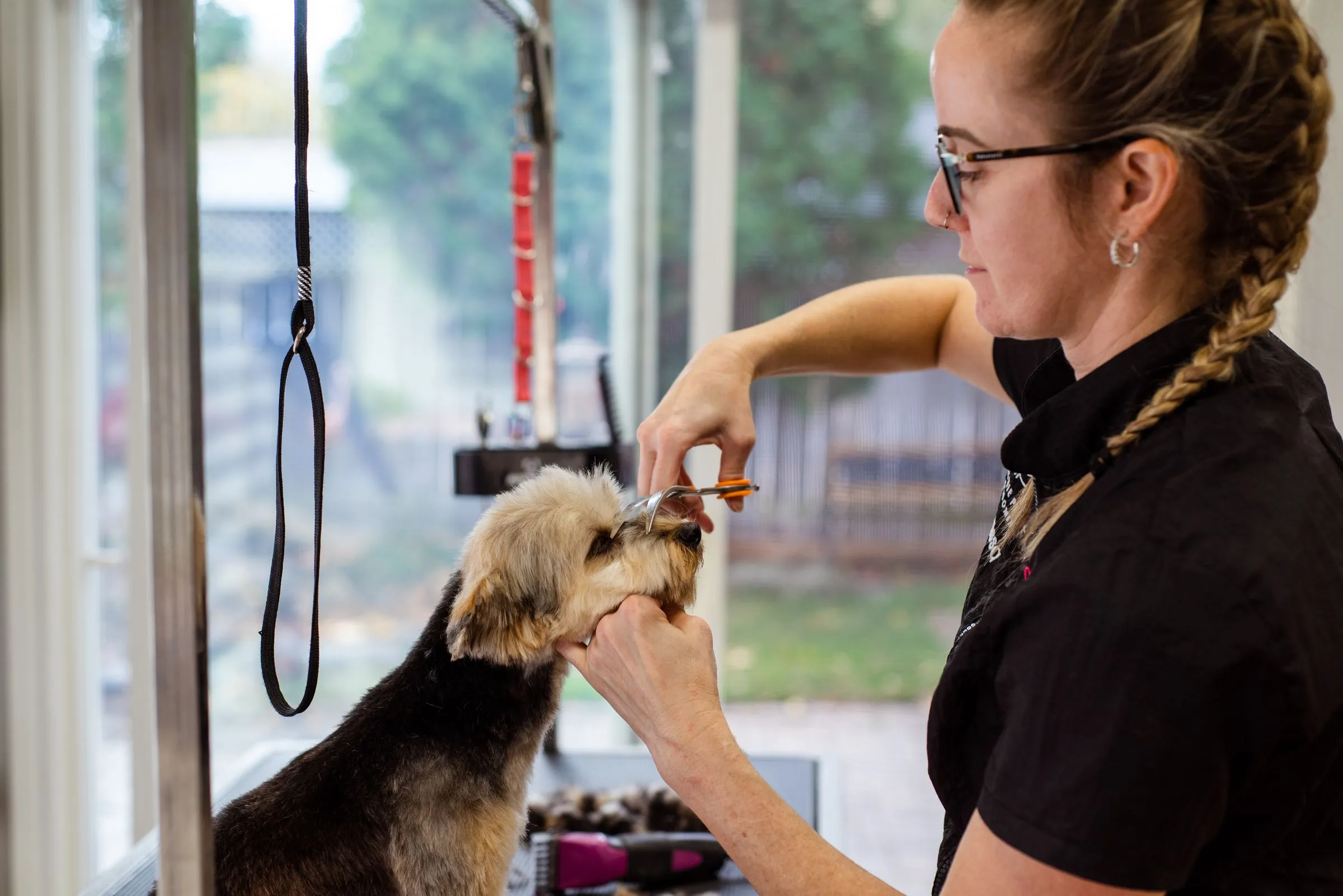 Bree trimming a yorkie's face by the window