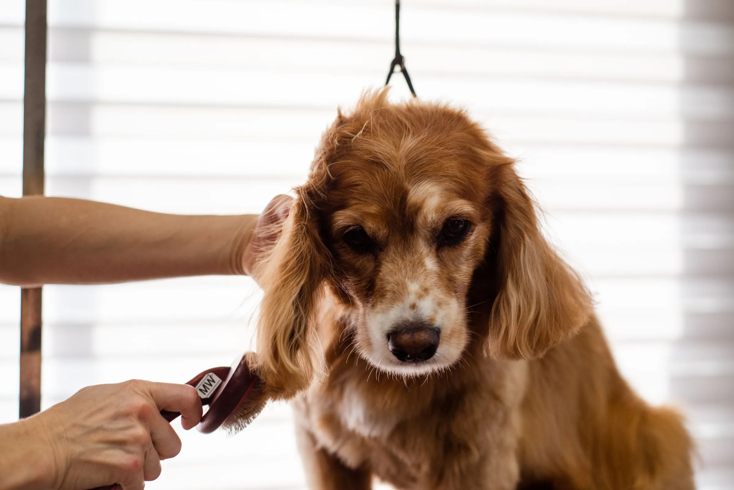 Brushing out a red cocker spaniel on the table