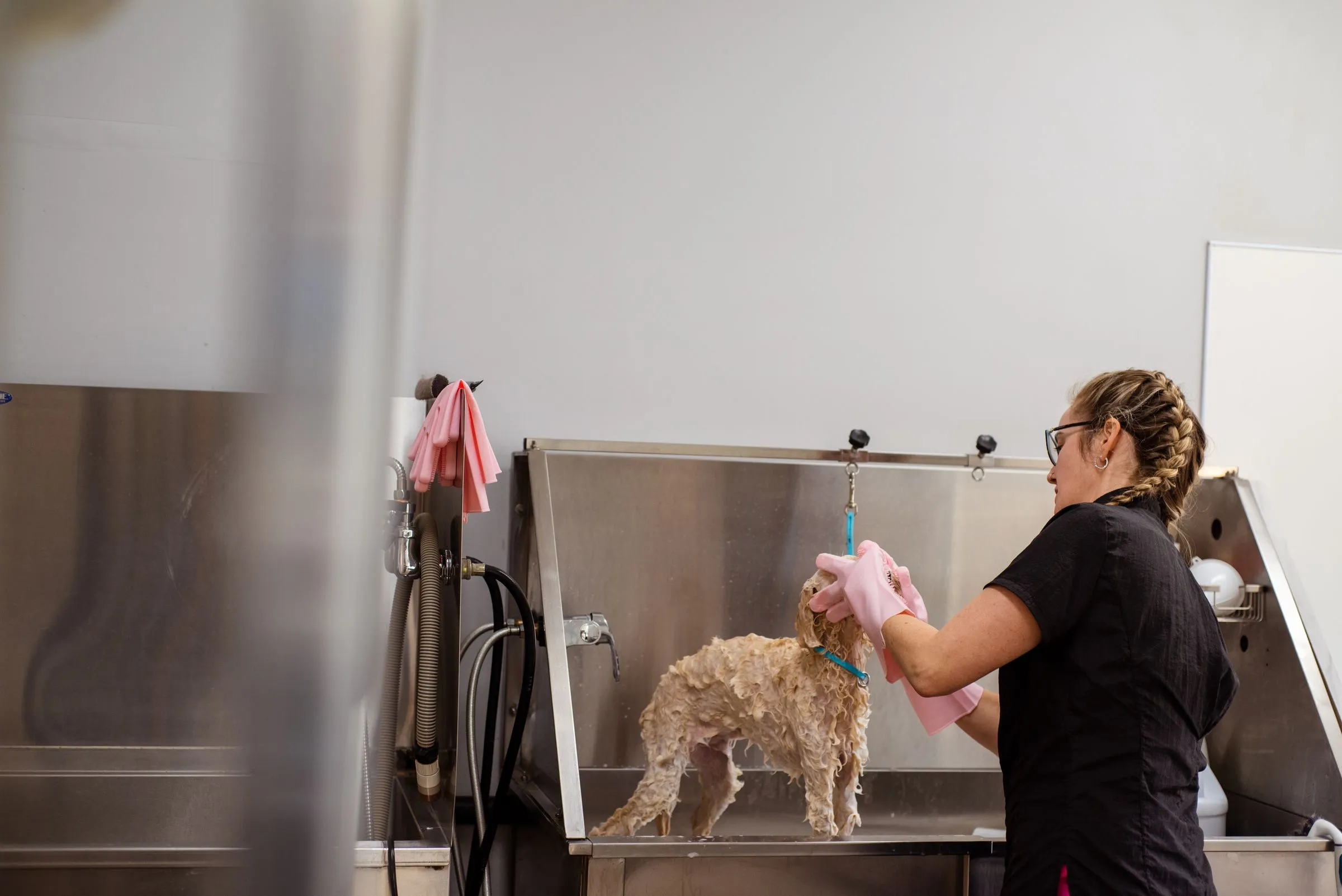 Bree washing a cream curly dog in the walk-in tub