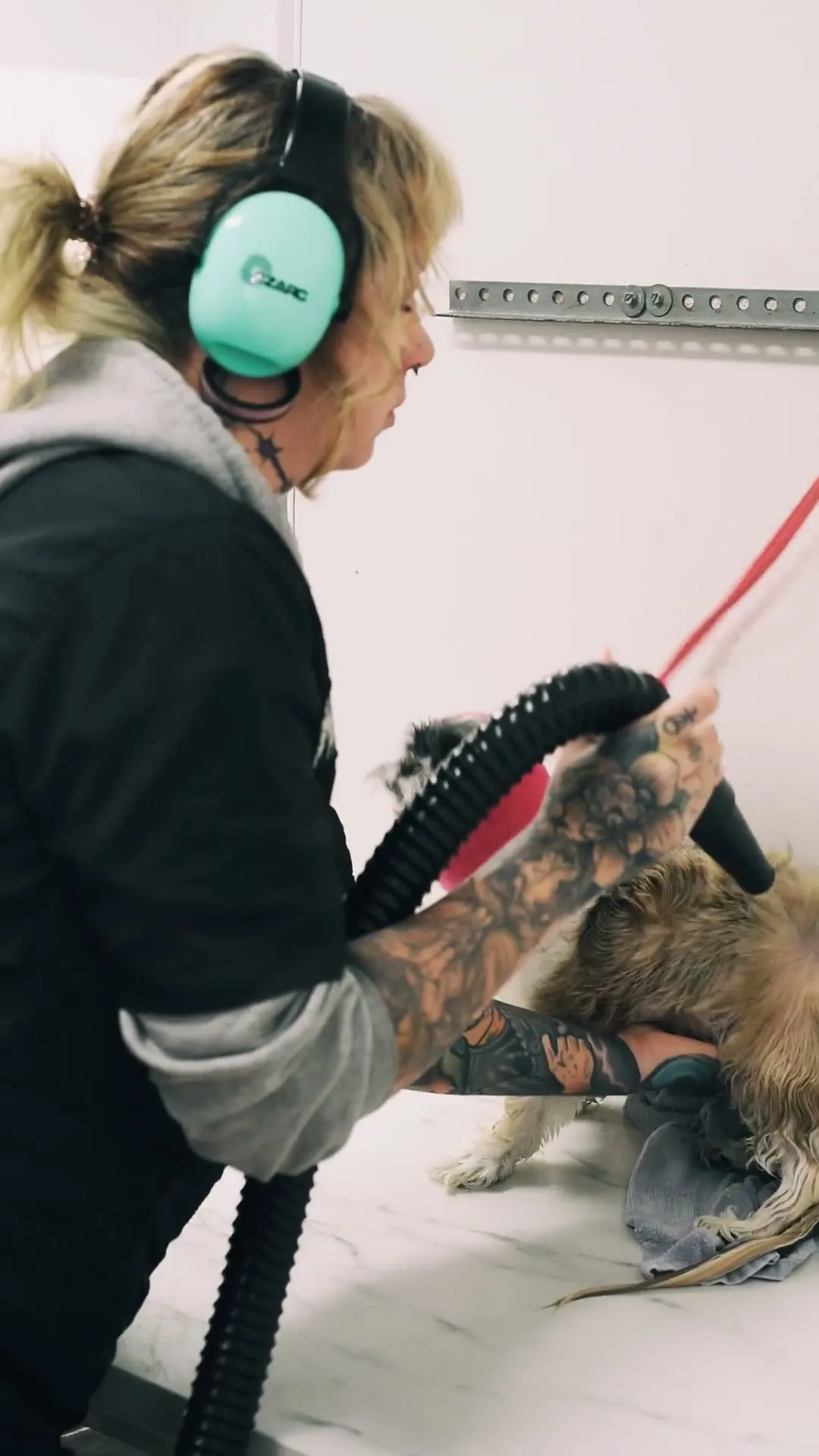 Dee drying a small dog by hand, wearing ear defenders